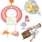 Reactions to Insulin: Hypoglycemia and Adipose Tissue Changes