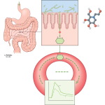 Alpha+glucosidase+inhibitors