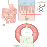 Alpha+glucosidase+inhibitors