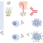 Anti-IgE Antibodies