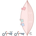 Antimuscarinic Antagonists