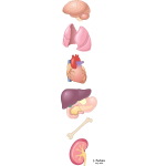 Corticosteriods: Adverse Effects