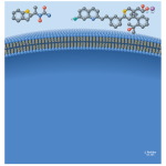 Leukotriene Antagonists