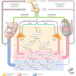 Regulation of Estrogen and Testosterone