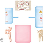 Osteoporosis and Estrogen