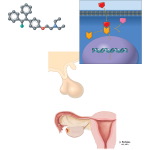 Antiestrogens