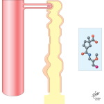 Mercurial Diuretics