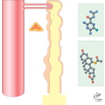 Potassium-Sparing Agents