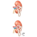 Effect of Renal Insufficiency On Drug Action