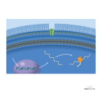 Classification of Antibiotics