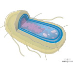Mechanisms of Resistance