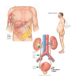 Labeled image