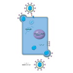 Other Antiretrovial Agents for AIDS: Tenofovir and Enfuvirtide