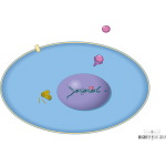 Combination Chemotherapy
