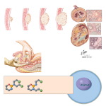 Cyclophosphamide and Ifosfamide