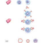 Type 1 (Acute, Anaphylactic) Reactions