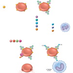 Type 2 (Cytotoxic, Autoimmune) Reactions