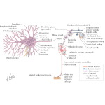 Nervous Tissue: General Information - Neurons