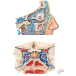 Vascular Supply of the Face: Venous Drainage