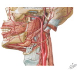 Contents of the Parotid Bed: Vascular Supply