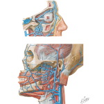 Infratemporal Fossa: Vascular Supply