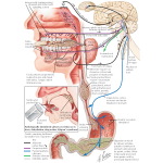 Mastication
