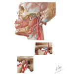 Arterial Supply of the Temporomandibular Joint