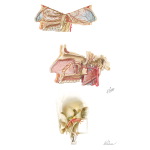 Vascular Supply of the Pterygopalatine Fossa
