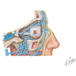 Vascular Supply of the Pterygopalatine Fossa