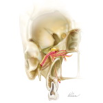 Vascular Supply of the Pterygopalatine Fossa