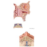 Potential Spread of Infection Via the Paranasal Sinuses