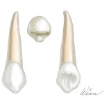 Maxillary Canine (Right Side)