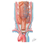 Venous Drainage of the Pharynx