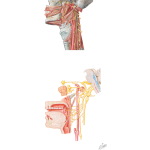 Innervation of the Pharynx