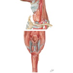 Arterial Supply of the Larynx