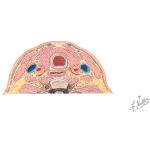 Cervical Fascia