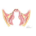 Suprahyoid Fascial Spaces