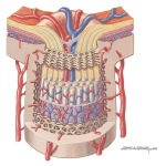 Contents of the Orbit: Nerve Supply