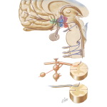 Hypothalamus - Afferent And Efferent Connections