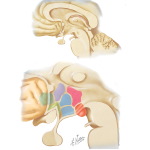 Hypothalamus - Location And Subdivisions