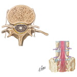 Lumbar and Sacral Root Anatomy