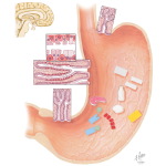 Gastric Digestive Function