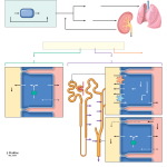 Renal Production of New HCO3