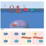 Overview of Hormone Action