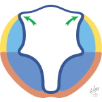 Fourth Ventricular Development