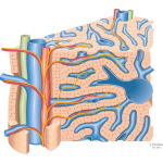 Direct Sympathetic Innervation of Hepatocytes
