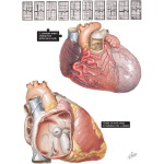 Labeled image