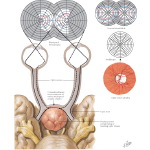 Effects of Pituitary Tumors of the Visual Apparatus