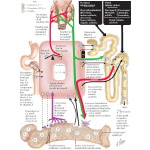 Labeled image