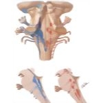 Cranial Nerve Nuclei